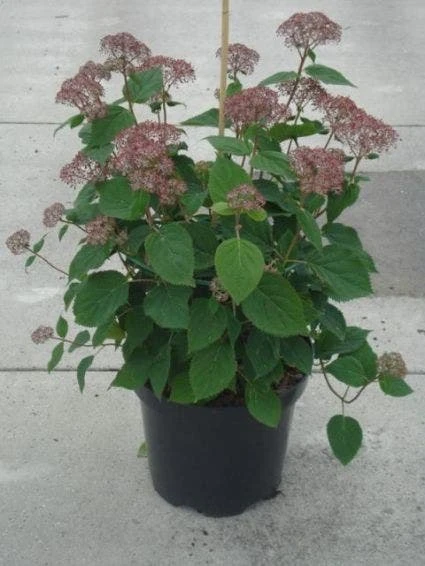 Hortensia (Hydrangea 'Pink Annabelle') 9 Hortensia (Hydrangea 'Pink Annabelle') - Afbeelding 7