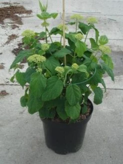 Hortensia (Hydrangea 'Strong Annabelle') -Tuinplanten Winkel 20130214115328 1