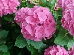 Hortensia Roze (Hydrangea 'Forever&Ever' Pink) -Tuinplanten Winkel 20130214125745 1