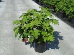 Eikenbladhortensia (Hydrangea Quercifolia 'Snow Queen') -Tuinplanten Winkel 20130214133405 4