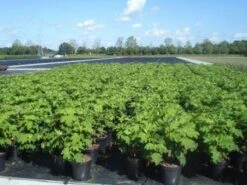 Eikenbladhortensia (Hydrangea Quercifolia 'Snow Queen') -Tuinplanten Winkel 20130214133413 4