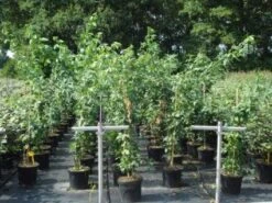 Gouden Regen, Struik (Laburnum Watereri 'Vossii') -Tuinplanten Winkel 20130214134430 4