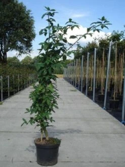 Gouden Regen, Struik (Laburnum Watereri 'Vossii') -Tuinplanten Winkel 20130214134437 4