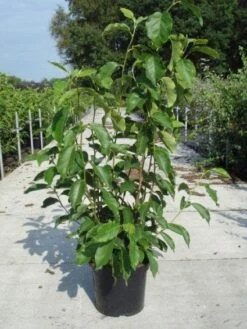 Beverboom Als Struik (Magnolia Soulangeana) -Tuinplanten Winkel 20130214140530 10