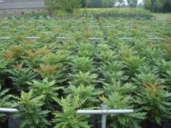 Mahoniestruik (Mahonia Media 'Winter Sun') -Tuinplanten Winkel 20130214142529 11