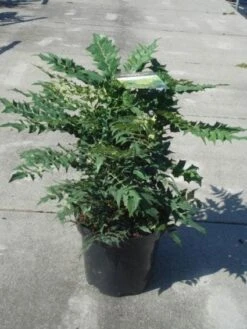 Mahoniestruik (Mahonia Media 'Winter Sun') -Tuinplanten Winkel 20130214142545 11