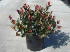 Glansmispel (Photinia Fraseri 'Little Red Robin') 14 Glansmispel (Photinia Fraseri 'Little Red Robin') -Tuinplanten Winkel 20130214151547 4