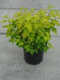 Blaasspirea (Physocarpus Opulifolius 'Diabolo') -Tuinplanten Winkel 20130214151922 4