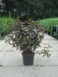 Blaasspirea (Physocarpus Opulifolius 'Diabolo') -Tuinplanten Winkel 20130214152047 6