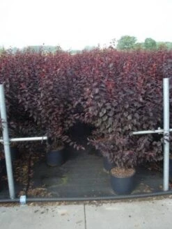 Rode Kerspruim Als Struik (Prunus Cerasifera 'Nigra') -Tuinplanten Winkel 20130214152249 8