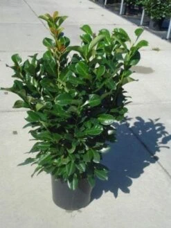 Laurier (Prunus Laurocerasus 'Rotundifolia') -Tuinplanten Winkel 20130214152605 11