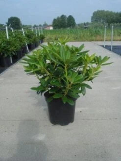 Rhododendron (Rhododendron Catawbiense 'Grandiflorum') -Tuinplanten Winkel 20130214153505 13