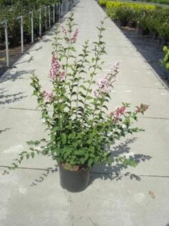 Sering (Syringa Microphylla 'Superba') -Tuinplanten Winkel 20130214162848 10