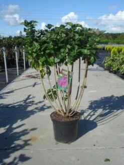 Sering (Syringa Vulgaris 'Charles Joly') -Tuinplanten Winkel 20130215090705 9