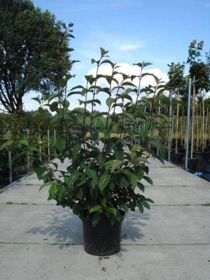 Sneeuwbal (Viburnum Bodnantense 'Dawn') 8 Sneeuwbal (Viburnum Bodnantense 'Dawn') - Afbeelding 6
