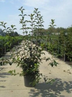 Sneeuwbal (Viburnum Bodnantense 'Charles Lamont') -Tuinplanten Winkel 20130215095158 4