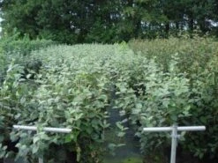 Sneeuwbal (Viburnum Carlcephalum) 9 Sneeuwbal (Viburnum Carlcephalum) -Tuinplanten Winkel 20130215095422 11