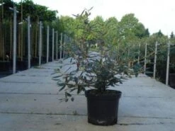 Sneeuwbal (Viburnum Bodnantense 'Dawn') 16 Sneeuwbal (Viburnum Bodnantense 'Dawn') -Tuinplanten Winkel 20130215100739 1