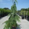 Cypres (Chamaecyparis Nootkatensis 'Pendula') -Tuinplanten Winkel 20130215102154 4