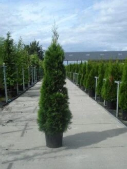 Westerse Levensboom (Thuja Occidentalis 'Smaragd') -Tuinplanten Winkel 20130215102758 19