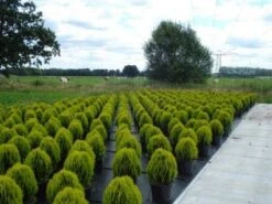 Levensboom (Thuja Orientalis 'Aurea Nana') -Tuinplanten Winkel 20130215102837 10