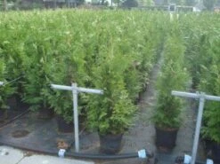 Reuzenlevensboom (Thuja Plicata 'Excelsa') -Tuinplanten Winkel 20130215102918 9