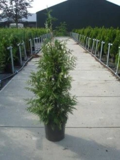 Reuzenlevensboom (Thuja Plicata 'Excelsa') -Tuinplanten Winkel 20130215102927 9