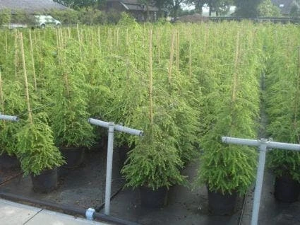 Hemlockspar (Tsuga Canadensis) 5 Hemlockspar (Tsuga Canadensis) - Afbeelding 3