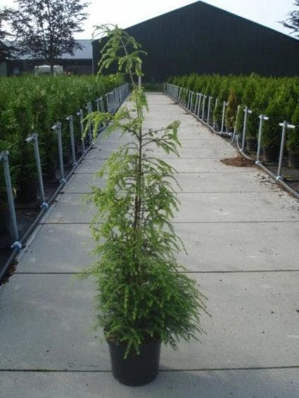 Hemlockspar (Tsuga Canadensis) 4 Hemlockspar (Tsuga Canadensis) - Afbeelding 2