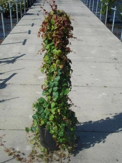 Wingerd (Parthenocissus Tricuspidata 'Veitchii') 6 Wingerd (Parthenocissus Tricuspidata 'Veitchii') - Afbeelding 4