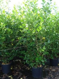 Laurier (Prunus Laurocerasus 'Rotundifolia') -Tuinplanten Winkel 20130215105143 22