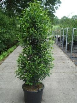 Portugese Laurier (Prunus Lusitanica 'Angustifolia') -Tuinplanten Winkel 20130215105227 14