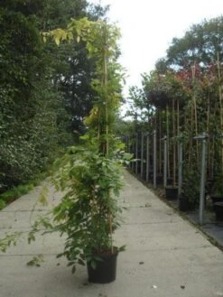 Blauwe Regen (Wisteria Sinensis) -Tuinplanten Winkel 20130215105427 13