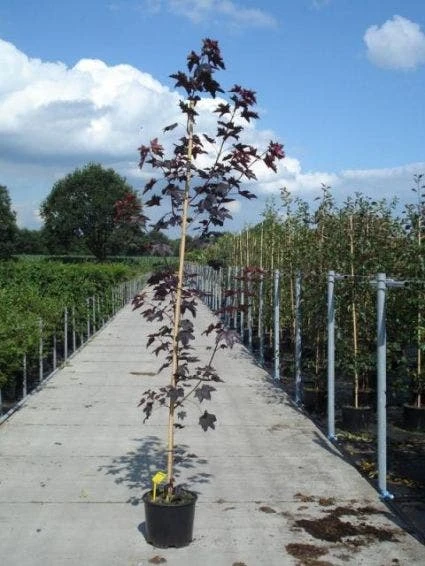 Noorse Esdoorn (Acer Platanoides 'Royal Red') 3 Noorse Esdoorn (Acer Platanoides 'Royal Red')