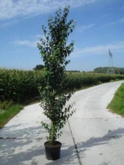 Katsoera Als Boom (Cercidiphyllum Japonicum)