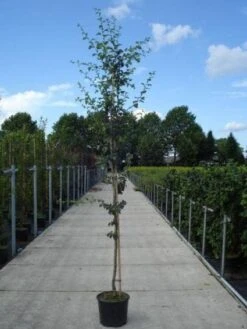 Rode Meidoorn (Crataegus Laevigata 'Paul's Scarlet') -Tuinplanten Winkel 20130215114625 14