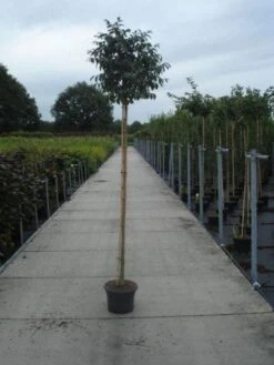 Pluim Es (Fraxinus Ornus 'Meczek') -Tuinplanten Winkel 20130215114801 10