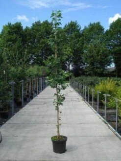 Japanse Notenboom (Ginkgo Biloba) -Tuinplanten Winkel 20130215114856 10