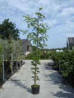 Geelbladige Christusdoorn (Gleditsia Triacanthos 'Sunburst') 24 Geelbladige Christusdoorn (Gleditsia Triacanthos 'Sunburst') -Tuinplanten Winkel 20130215114936 13