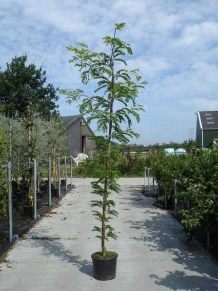 Geelbladige Christusdoorn (Gleditsia Triacanthos 'Sunburst') 10 Geelbladige Christusdoorn (Gleditsia Triacanthos 'Sunburst') - Afbeelding 8