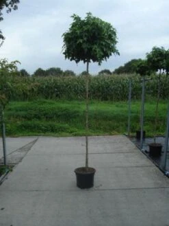 Amberboom (Liquidambar 'Gum Ball') -Tuinplanten Winkel 20130215115135 10