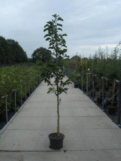 Beverboom (Magnolia Kobus) 6 Beverboom (Magnolia Kobus) - Afbeelding 4