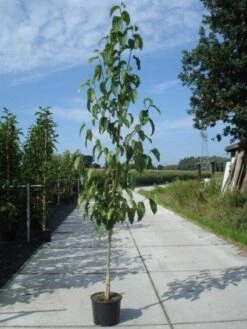 Beverboom (Magnolia Kobus) 16 Beverboom (Magnolia Kobus) -Tuinplanten Winkel 20130215115408 19