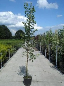 Chinese Sierpeer (Pyrus Calleryana 'Chanticleer') 16 Chinese Sierpeer (Pyrus Calleryana 'Chanticleer') -Tuinplanten Winkel 20130215115633 19