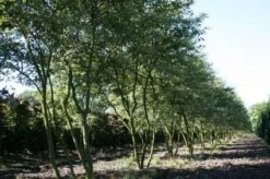 Krentenboom Als Struik (Amelanchier Lamarckii) 30 Krentenboom Als Struik (Amelanchier Lamarckii) -Tuinplanten Winkel 20130315104532 13