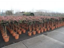 Sneeuwbal Op Stam (Viburnum Tinus 'Eve Price') -Tuinplanten Winkel 20130316135155 4