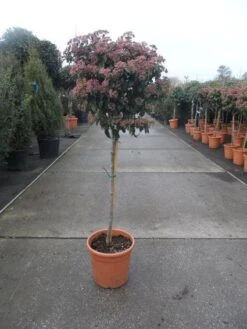 Sneeuwbal Op Stam (Viburnum Tinus 'Eve Price') -Tuinplanten Winkel 20130316135206 4