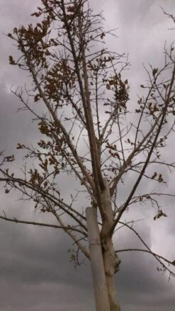 Roze Lagerstroemia Als Boom (Lagerstroemia Indica) -Tuinplanten Winkel 20130522141211 8