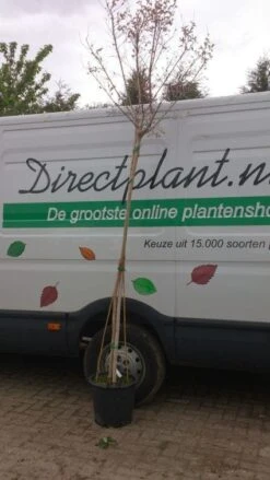 Roze Lagerstroemia Als Boom (Lagerstroemia Indica) -Tuinplanten Winkel 20130522141225 8