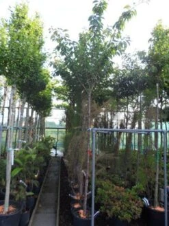 Japanse Sierkers (Prunus Serrulata 'Kanzan') -Tuinplanten Winkel 20130703100803 16